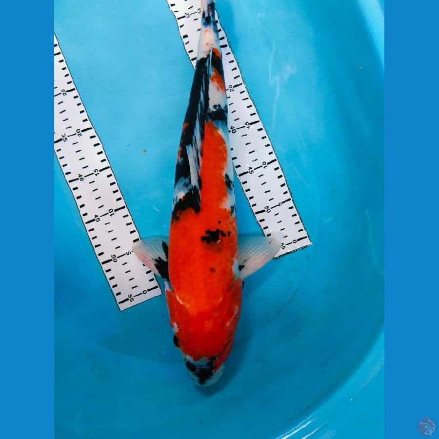 showa 48cm