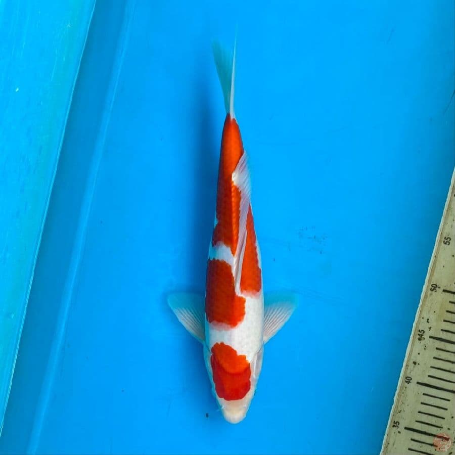 maruten kohaku