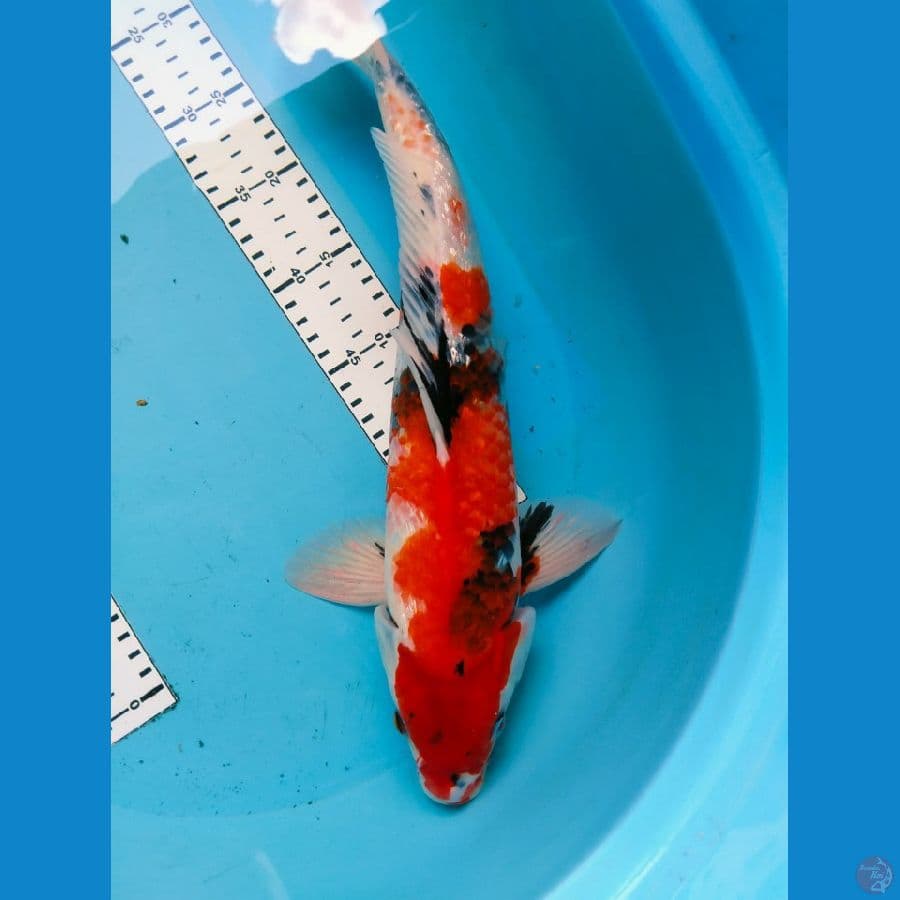 showa gindrin 42cm jantan