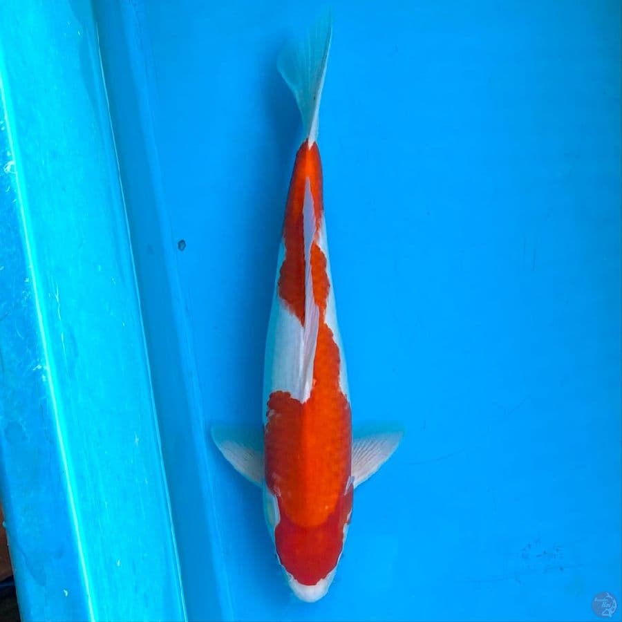 kohaku