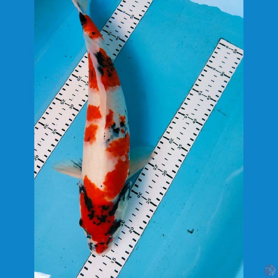 showa 46cm