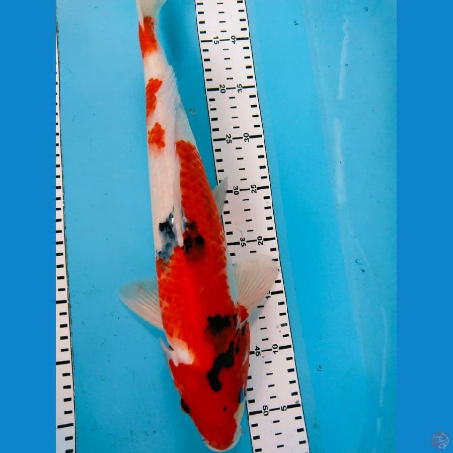 showa 43cm