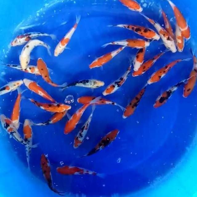 Mix 30 ekor size 13 cm