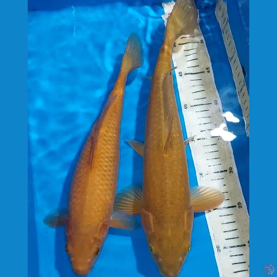 CHAGOI 39 CM&32 CM