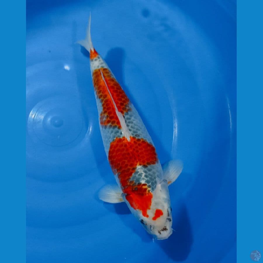 GHOSIKI 47CM