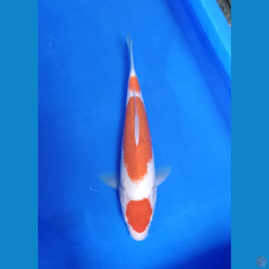 MARUTEN KOHAKU