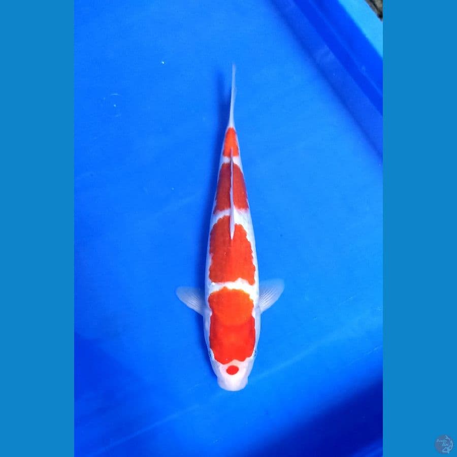 KOHAKU 4 STEP