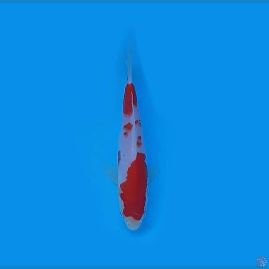 KOHAKU 13.Cm