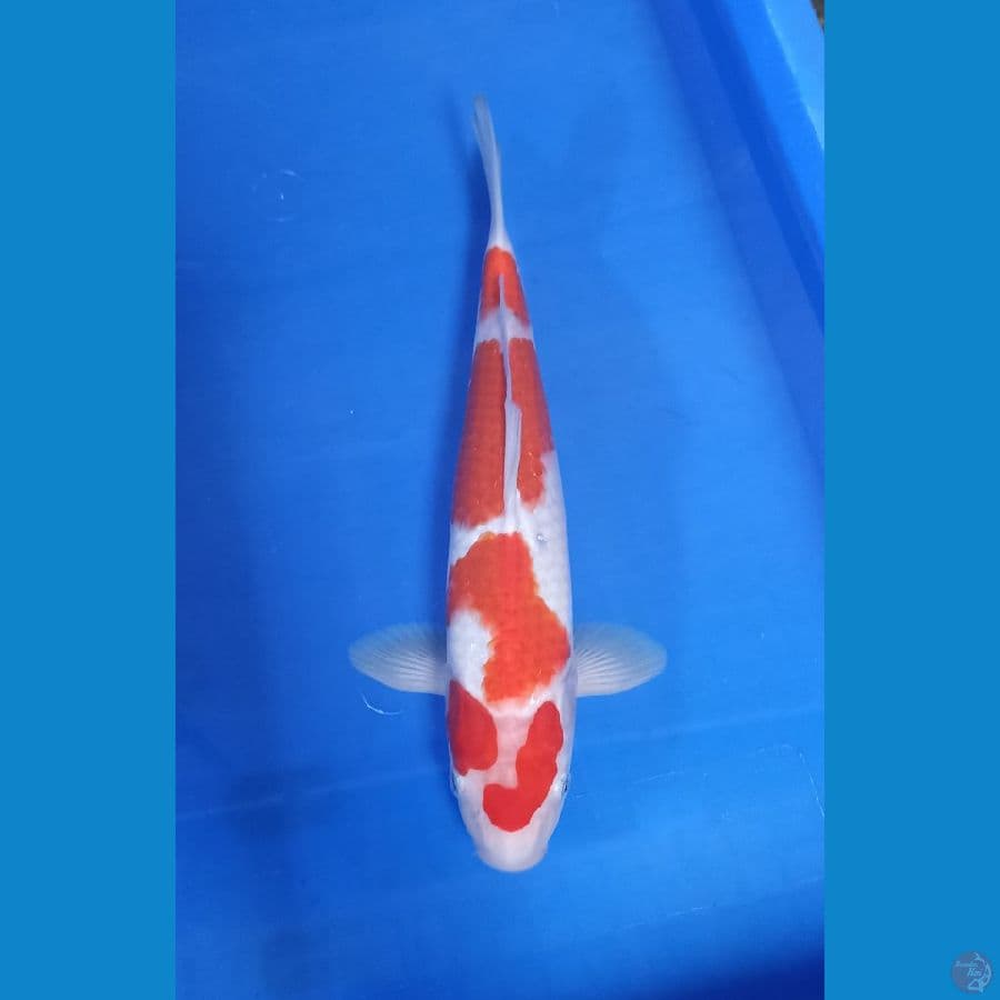 KOHAKU 4 STEP UNIK 30CM