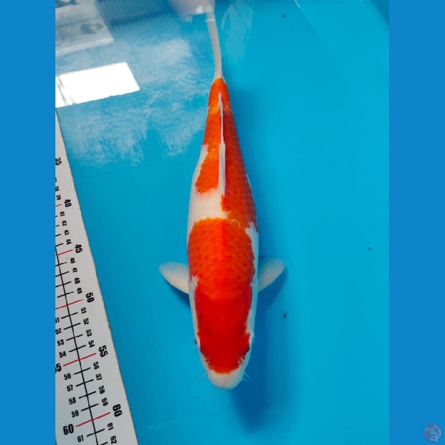 kohaku 35cm