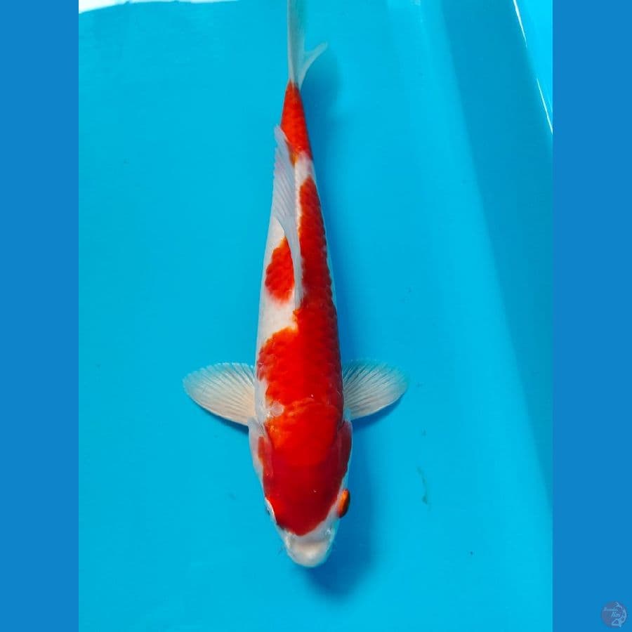 kohaku 27cm