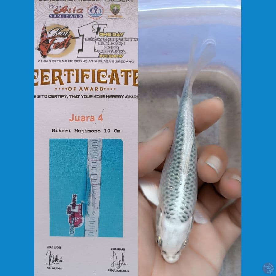 Gin matsuba SQ 11cm juara 4