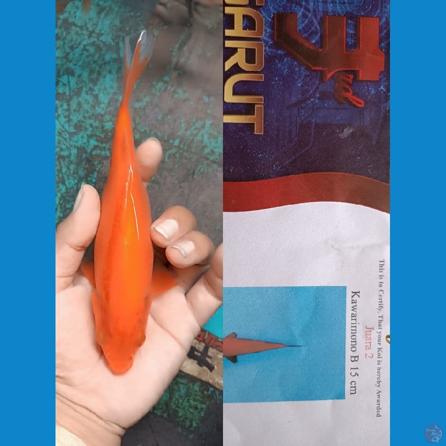 kawarimono B size 16cm juara 2