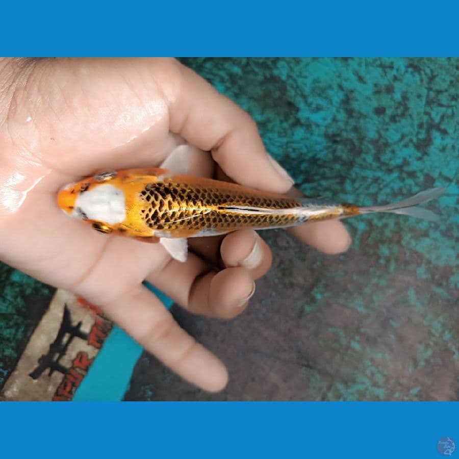Kujaku size 13cm SQ