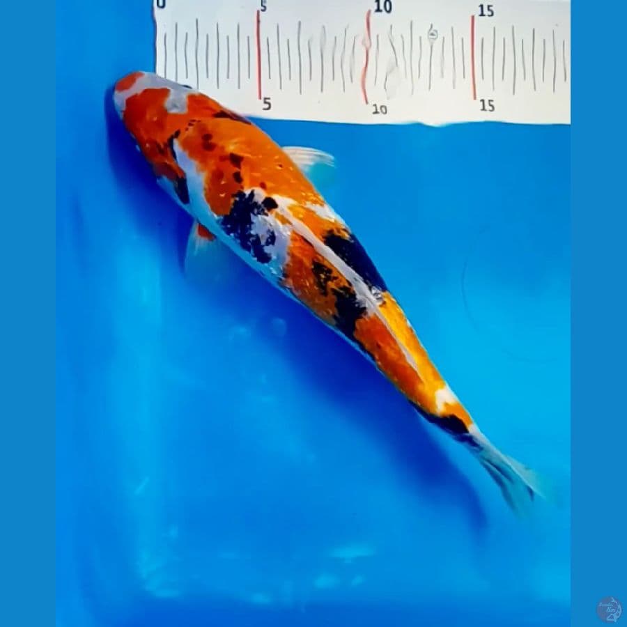 showa hikari sisit domas 28 cm. male