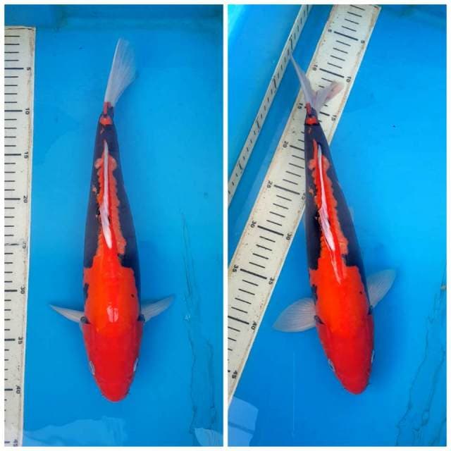 Benikumonryu Idola 35cm
