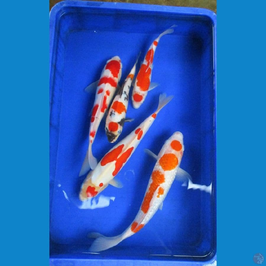 paket size ± 26-38 cm