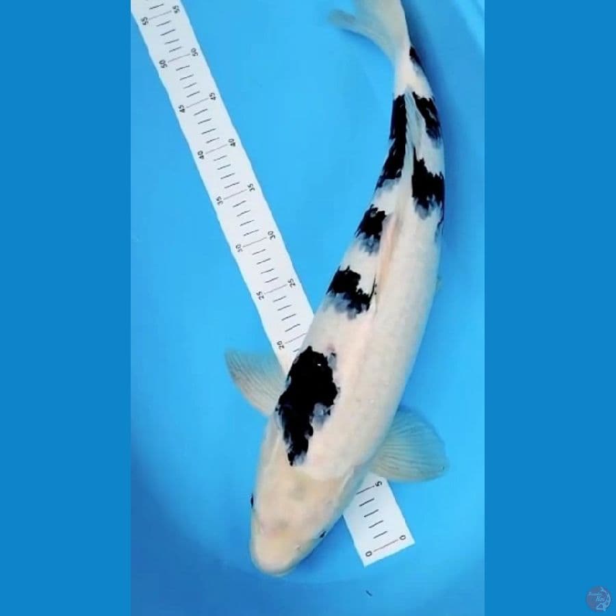 siro utsuri jumbo 60 cm