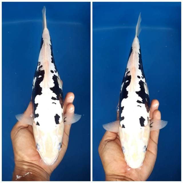 Kumonryu haluuus mantaab 33cm