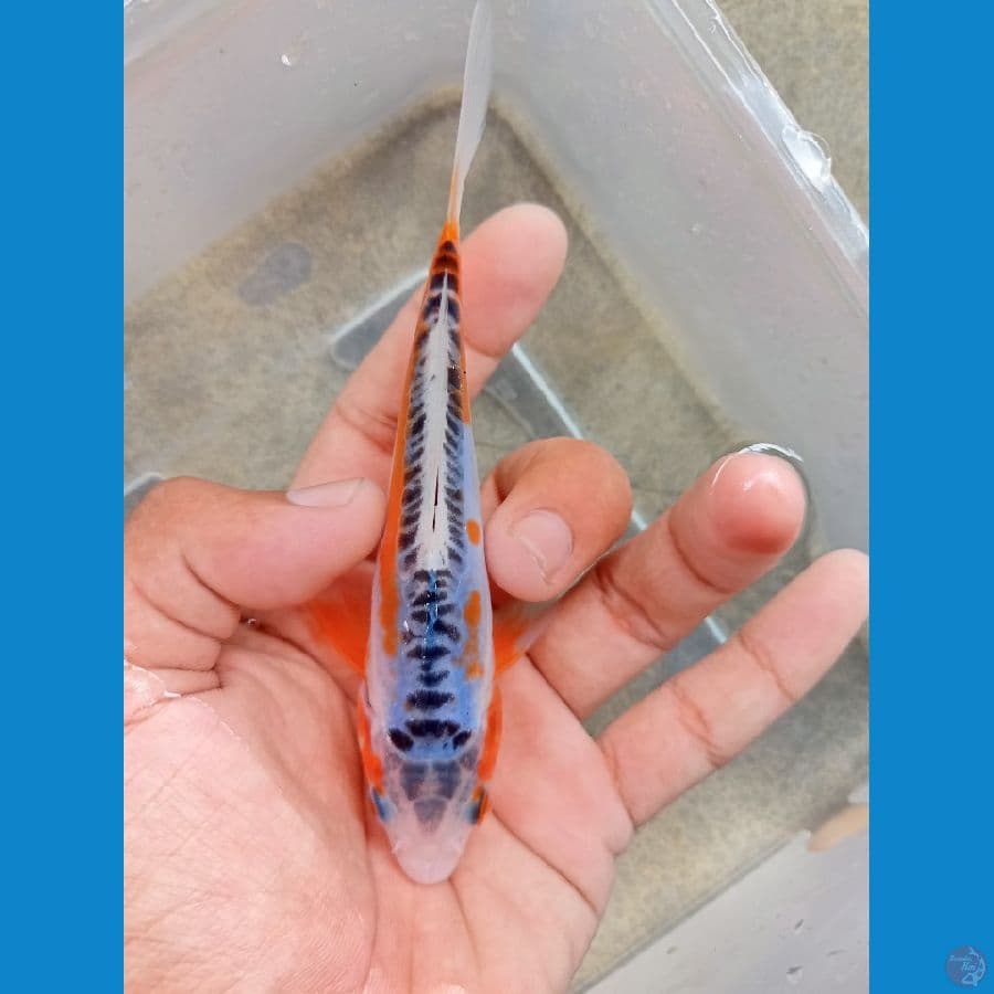 shusui 13 cm