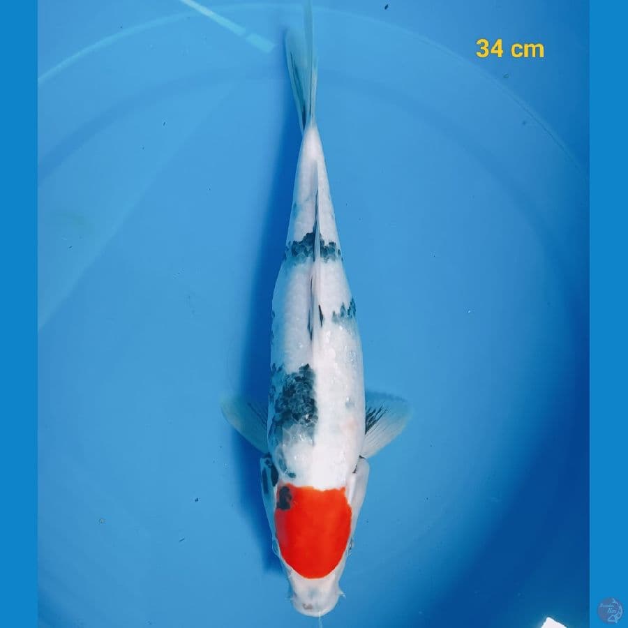 Tancho showa ori 34 cm