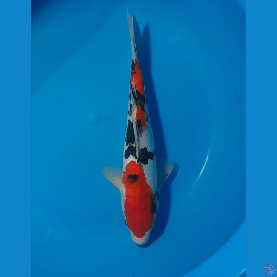 SANKE ARAGOKE 26cm (JUARA 1 1st BOGOR KOI SHOW)
