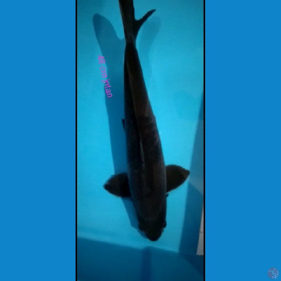 karasu jumbo