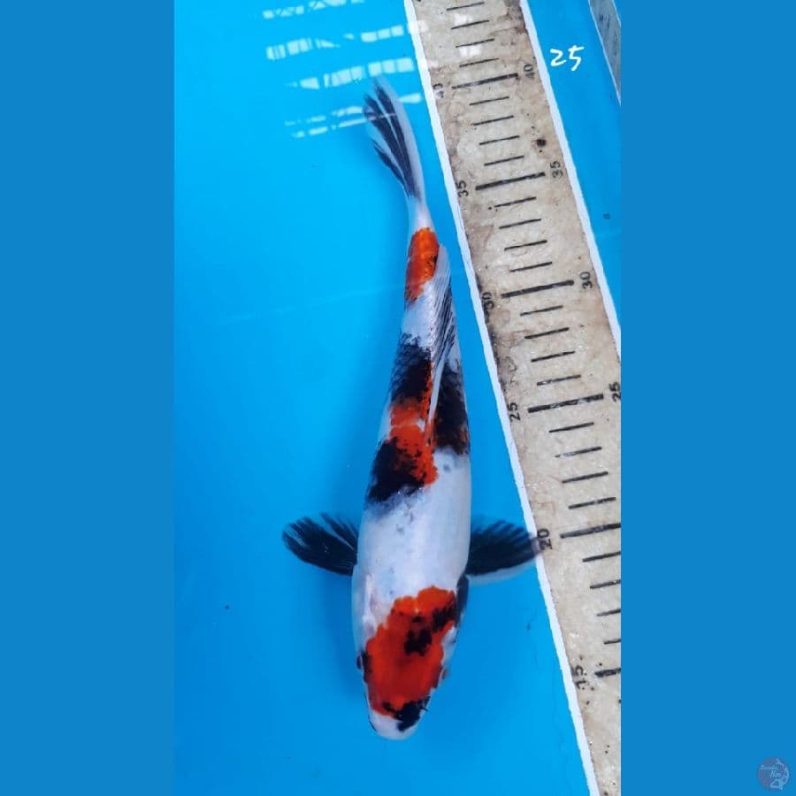 Showa 25cm