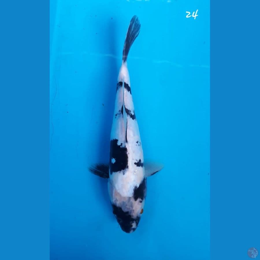 Shiro doitsu 24cm