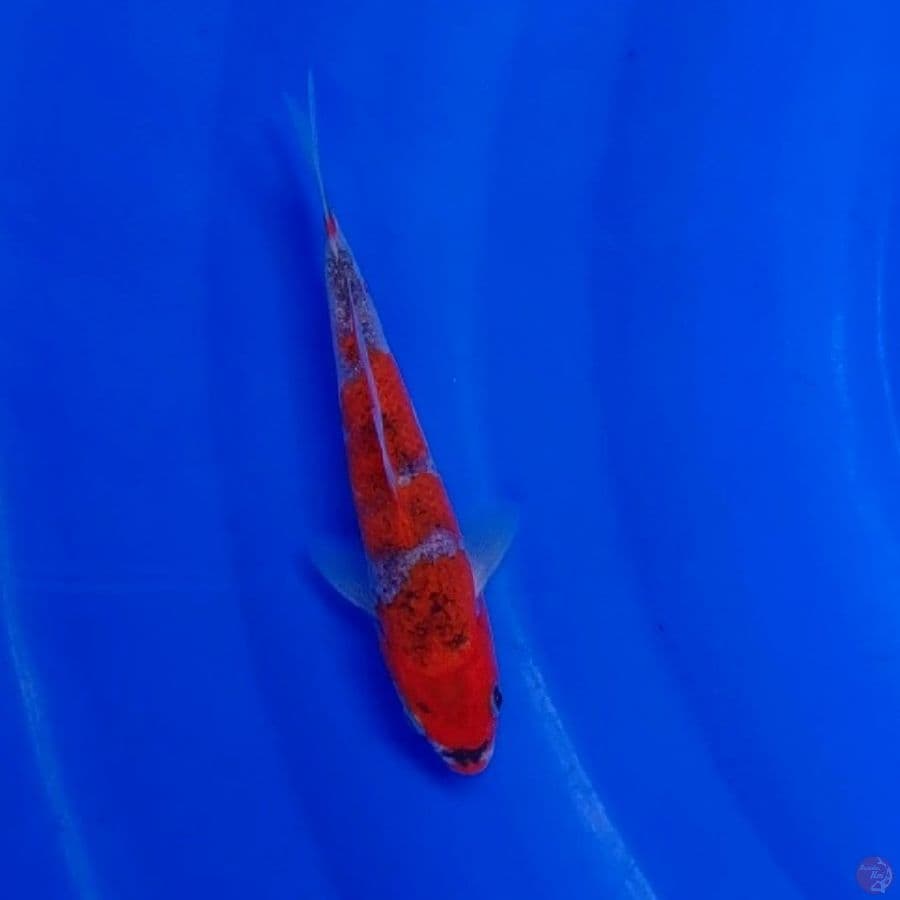 Koi Import Jepang Goshiki (Sertifikat Kanno) 17cm