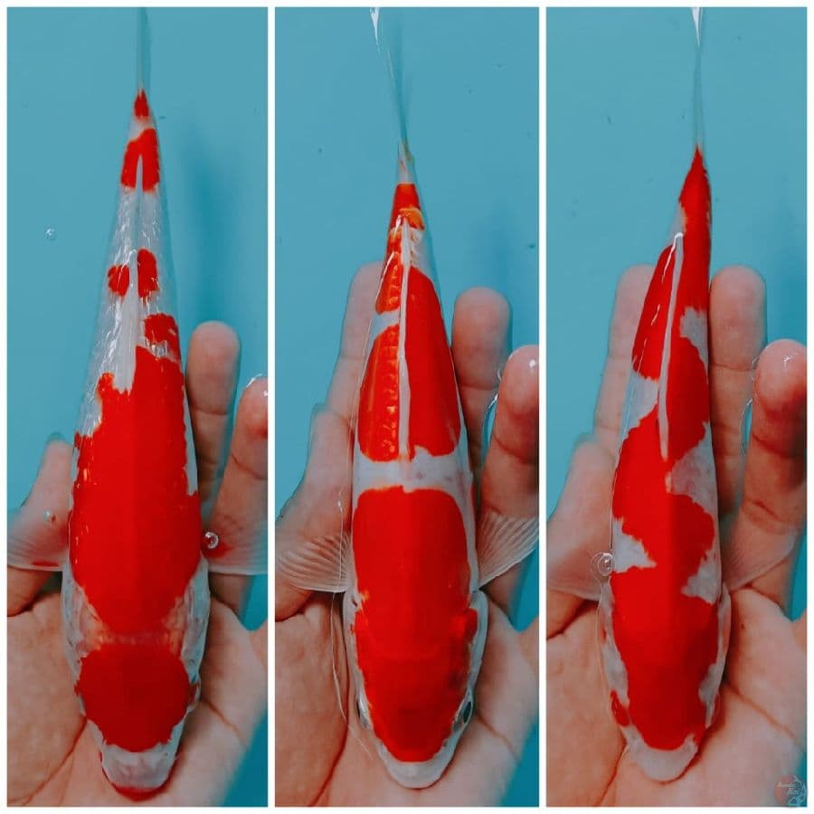 paket 3 ekor 18-25 cm