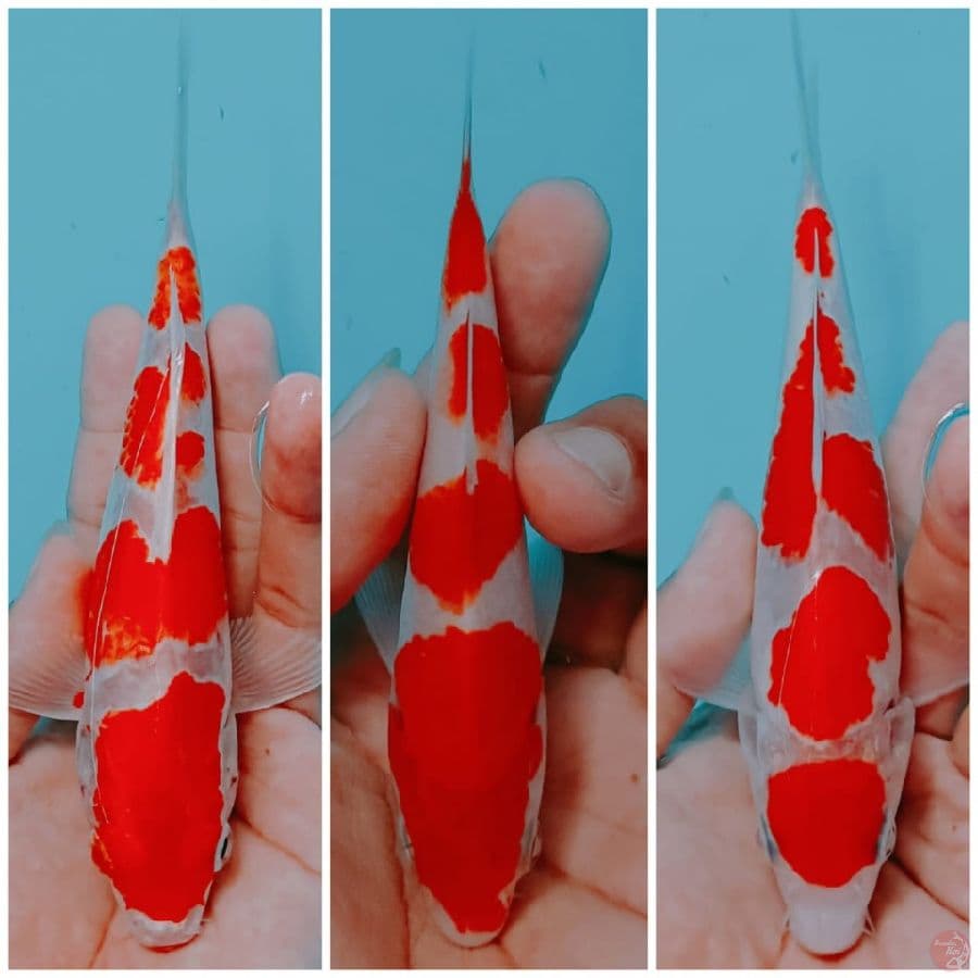 paket 3 ekor 11-18 cm