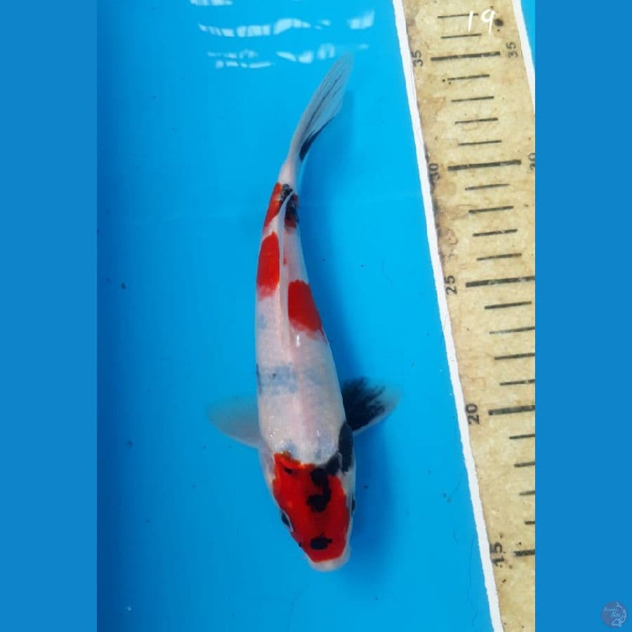 Showa 19cm