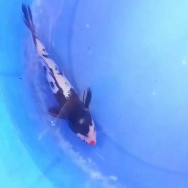 Antik koi badut, showa kuchibeni