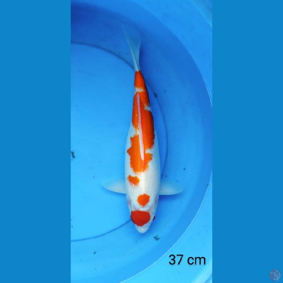 maruten kohaku 37 cm