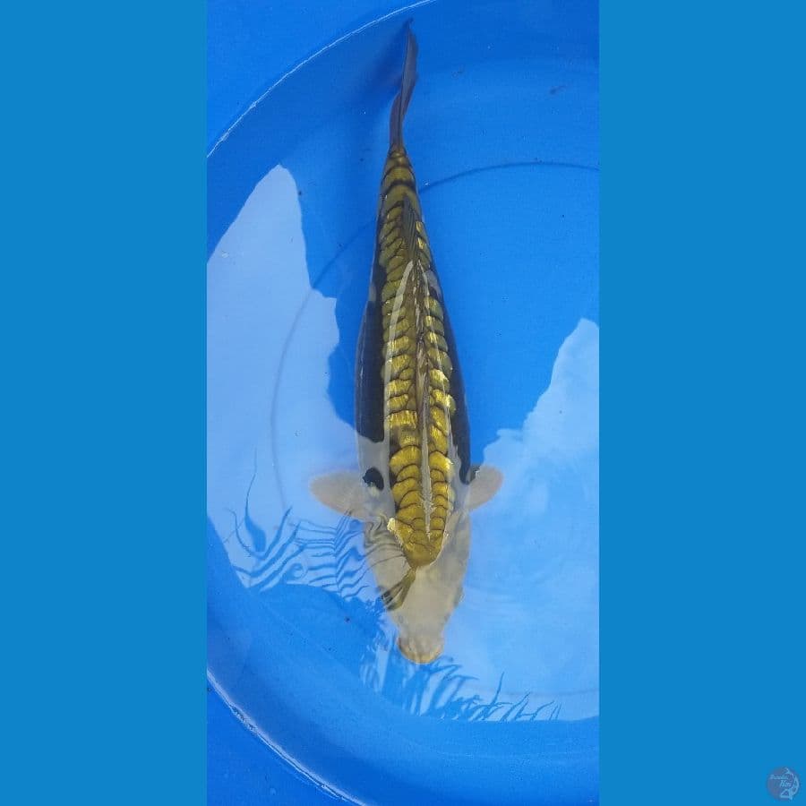 Aragoke Ginrin 36cm/Unknown