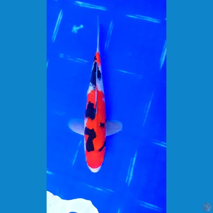 SANKE HQ STRONG~23CM~male☆