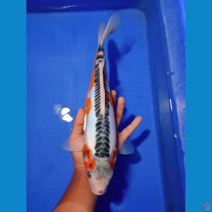 HANA SHUSUI 33 cm GINUK GINUK