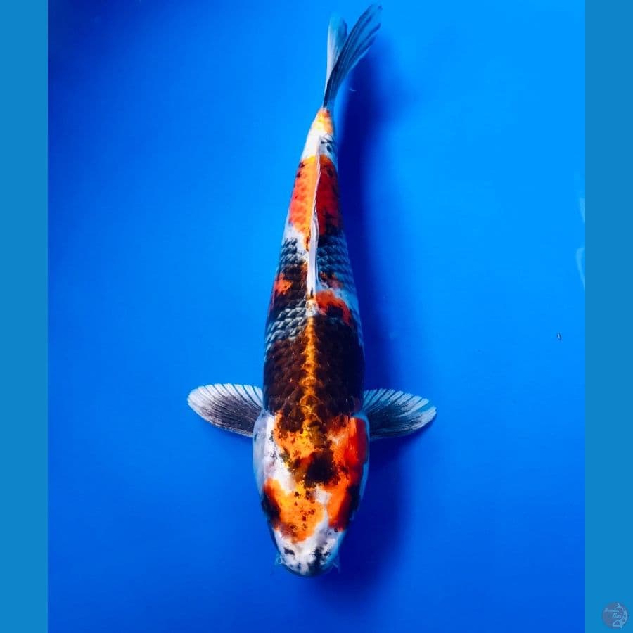 kage showa 25cm