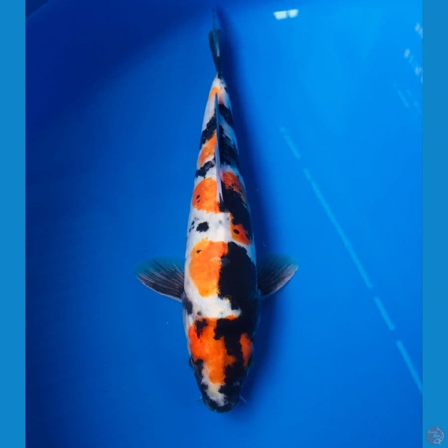 showa doitsu 24cm