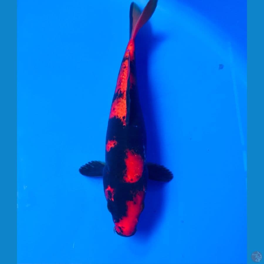 hi utsuri 24cm