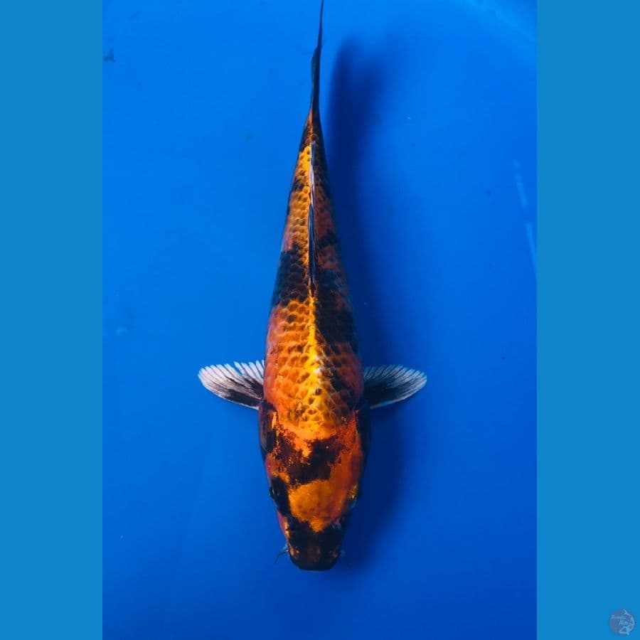 hikari utsurimono 25cm