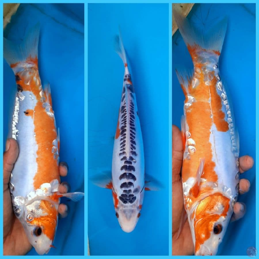 Shusui 30cm Female