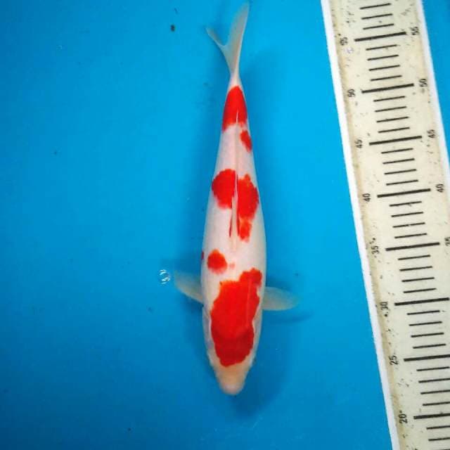 Kohaku