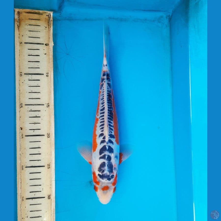 Hana shusui 29cm Male