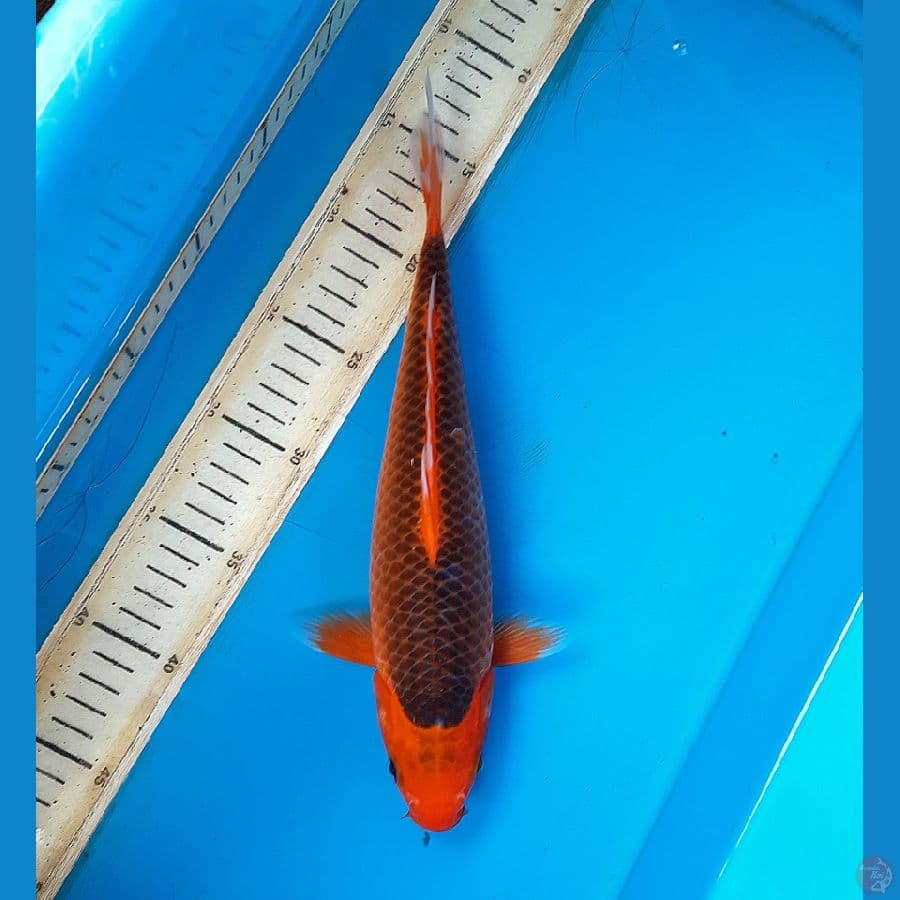 Aka matsuba 30cm Female