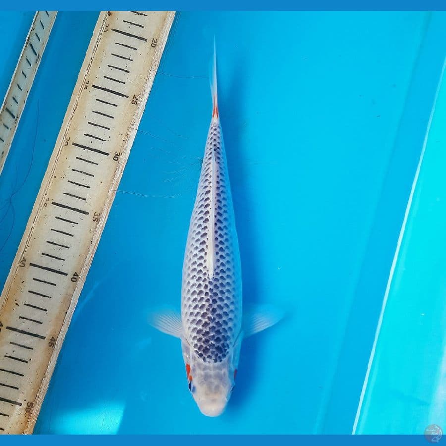 Asagi 28cm Female