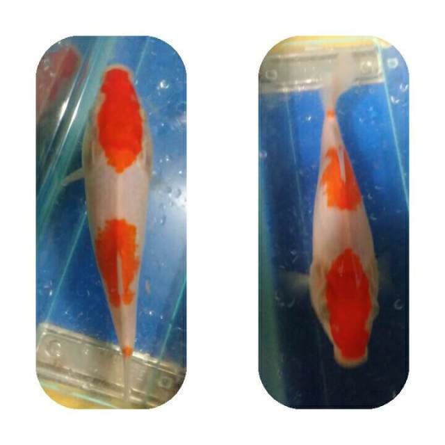 Kohaku 20bu 3step