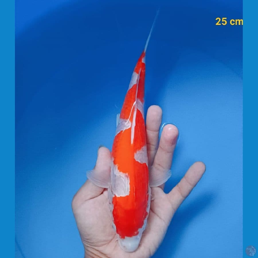 inazuma 25 cm