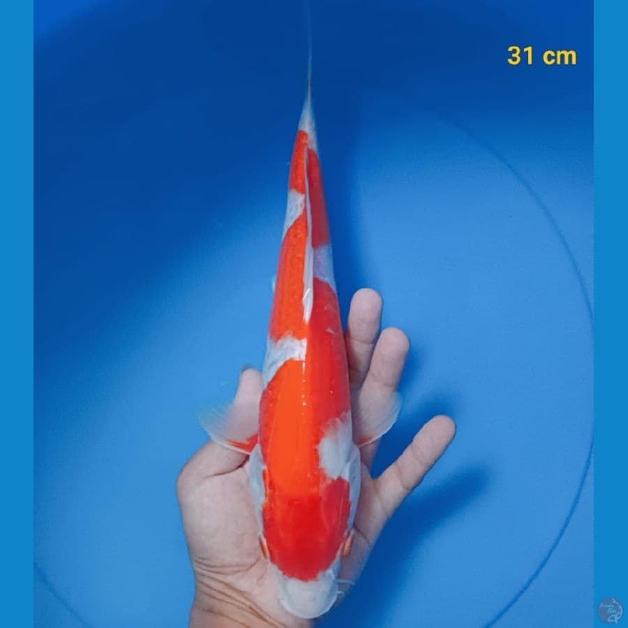 inazuma 31 cm